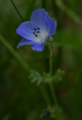 Nemophila