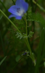 Nemophila