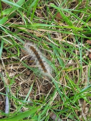 Hyphantria cunea