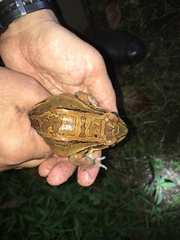 Leptodactylus savagei