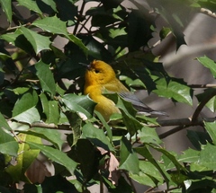 Protonotaria citrea