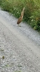 Botaurus lentiginosus