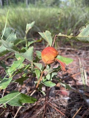 Disholcaspis spongiosa