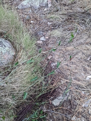 Smilax aspera