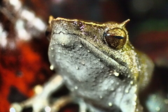 Sphenophryne cornuta