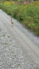 Botaurus lentiginosus