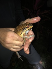 Leptodactylus savagei