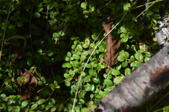 Gaultheria hispidula