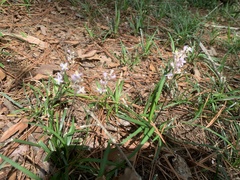 Liriope muscari
