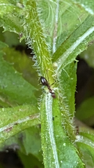 Formicinae