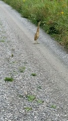 Botaurus lentiginosus