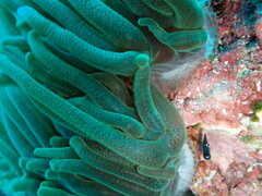 Entacmaea quadricolor