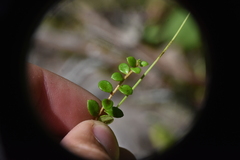 Gaultheria hispidula