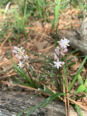 Liriope muscari