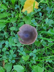 Entoloma