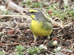 Crithagra mozambica
