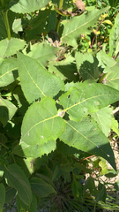 Silphium perfoliatum