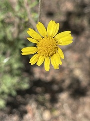 Hymenothrix dissecta