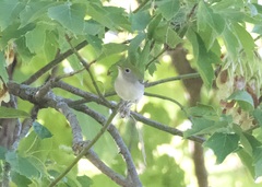 Setophaga pensylvanica