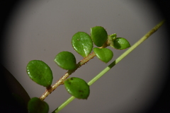 Gaultheria hispidula