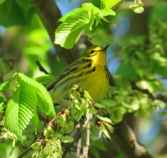 Setophaga discolor