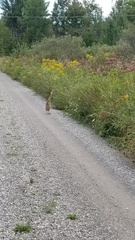 Botaurus lentiginosus