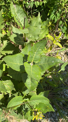 Silphium perfoliatum