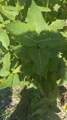 Silphium perfoliatum