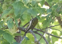 Setophaga pensylvanica