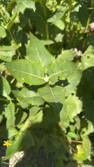 Silphium