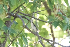 Setophaga pensylvanica