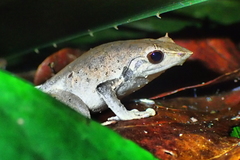 Sphenophryne cornuta