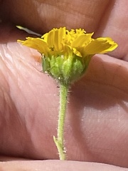 Hymenothrix dissecta