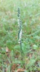 Spiranthes spiralis