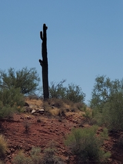 Carnegiea gigantea