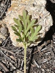 Hymenothrix dissecta