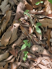 Aristolochia pentandra