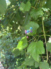 Ampelopsis