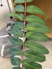 Rhus glabra