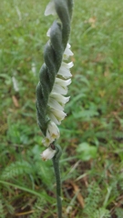 Spiranthes spiralis