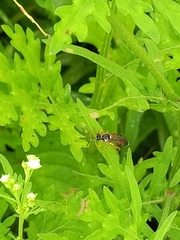 Ichneumon