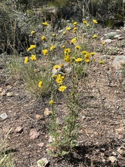 Hymenothrix dissecta