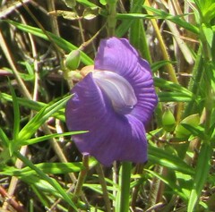 Centrosema brasilianum