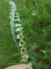 Spiranthes spiralis