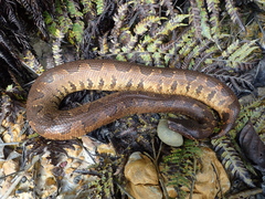 Candoia aspera