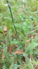Spiranthes spiralis