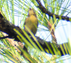 Setophaga pinus