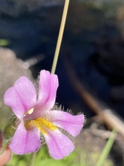 Erythranthe erubescens