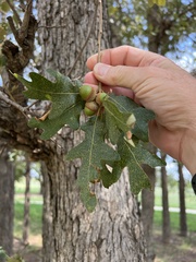 Quercus stellata