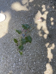 Ampelopsis